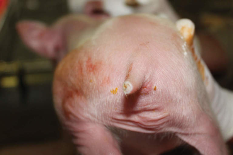 taglio della coda dei suinetti