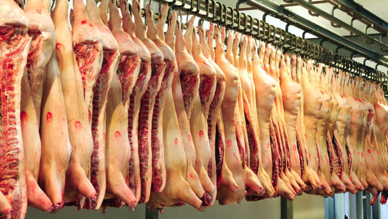 macellazione di suini pesanti