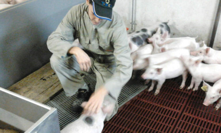 personale da allevamento suinicolo