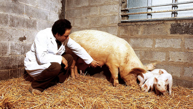 medicinali veterinari