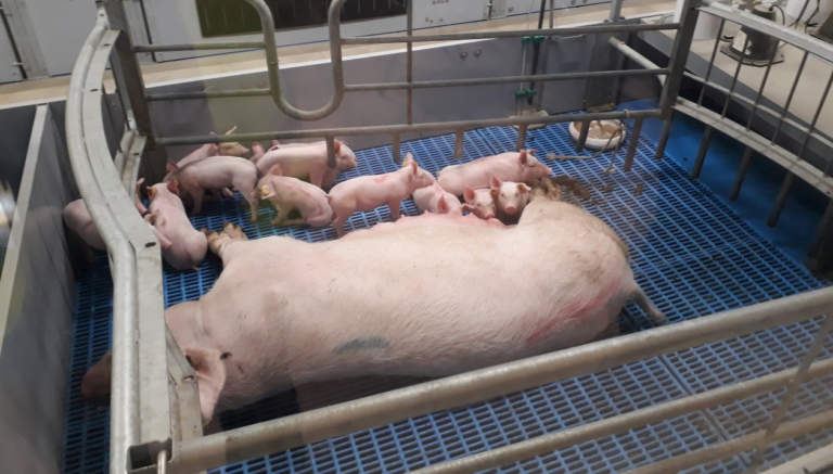 svezzamento suinetto