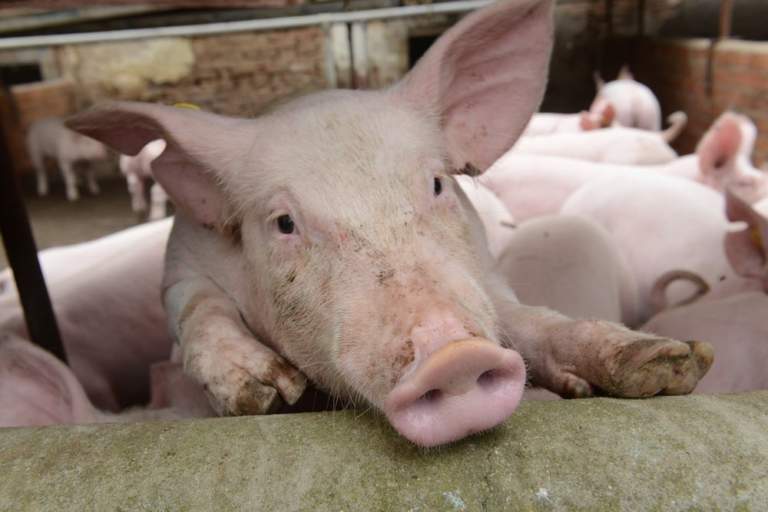 omega 3 nella carne suina