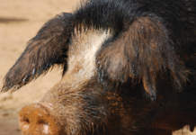 Sardegna, verso la riapertura del mercato fuori dall’isola peste suina africana in sardegna