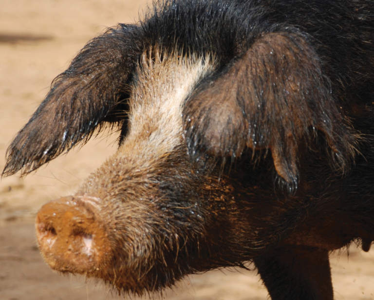 peste suina africana in sardegna