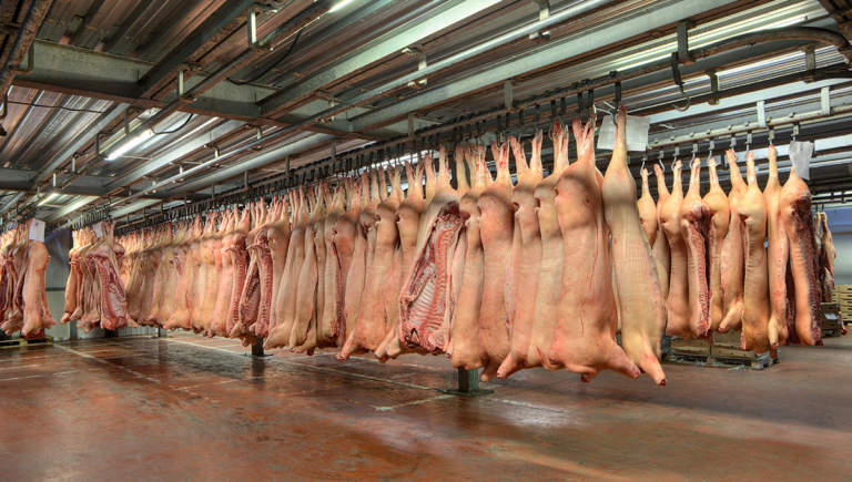 prezzo suino pesante