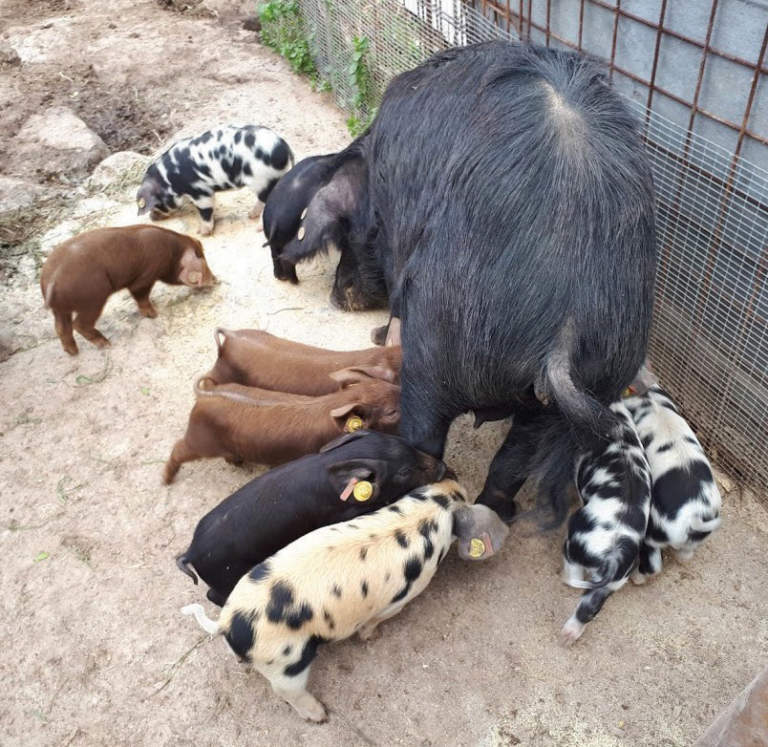 miglioramento genetico