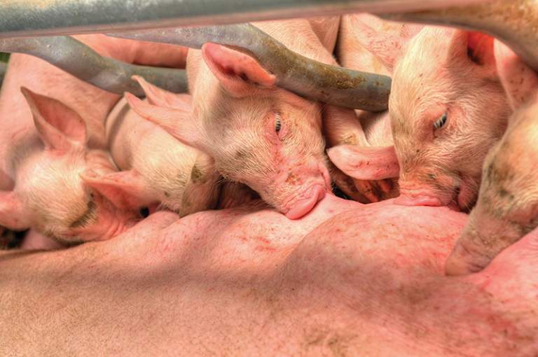 performance migliorate