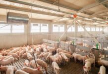 Prezzi suini e tagli di carne: settimana 28 settembre – 3 ottobre prezzi suini