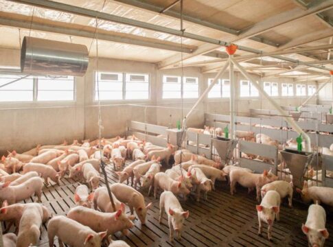 Prezzi suini e tagli di carne: settimana 28 settembre – 3 ottobre prezzi suini