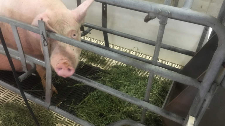 arricchimenti in gravidanza