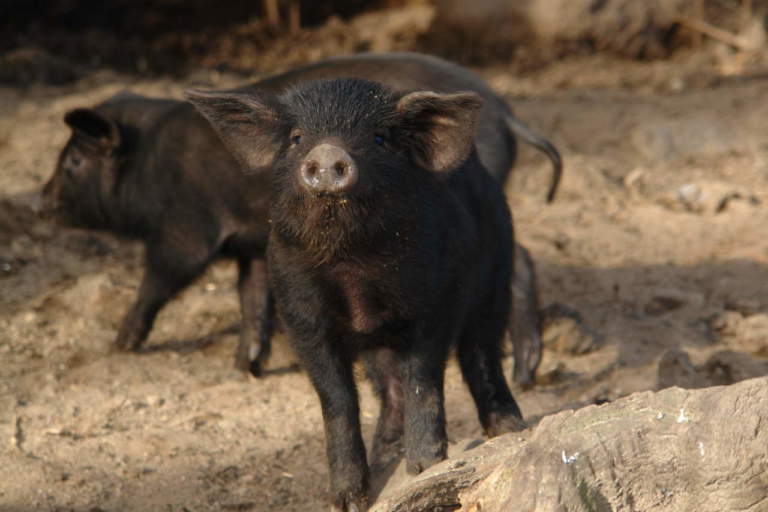 Suino nero delle Alpi