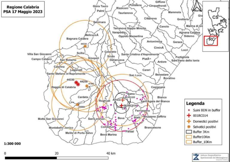 peste suina africana