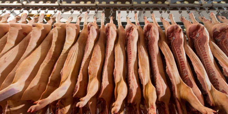 prezzo suino pesante