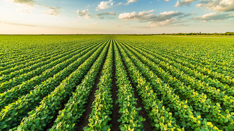 fonti proteiche alimentazione