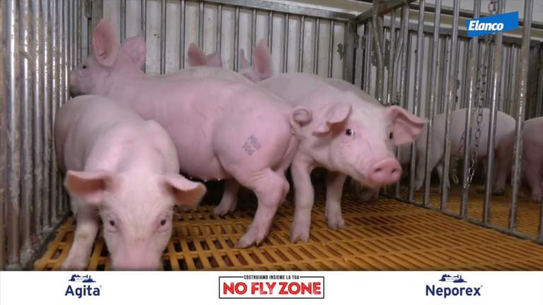 combattere le mosche in allevamento