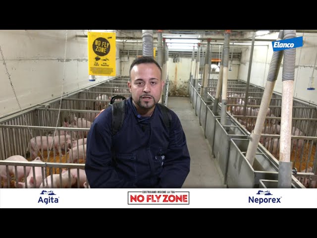 antibiotico resistenza mosche