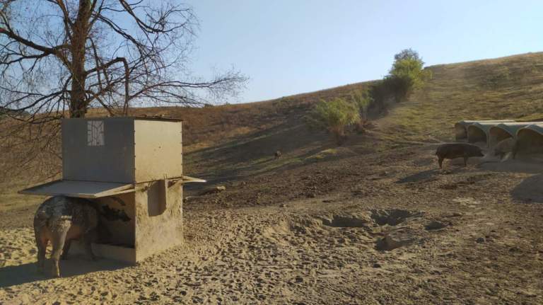 allevamenti suini sostenibili