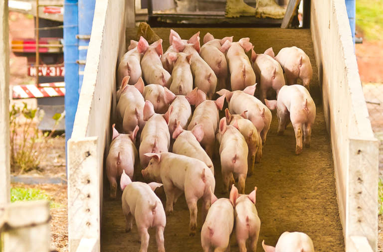 suino pesante prezzo settembre