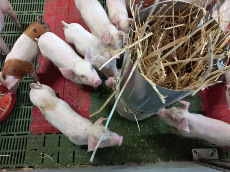 suino a coda lunga nota ministeriale