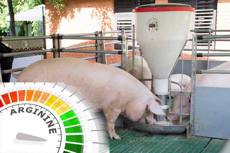 arginina alimentazione