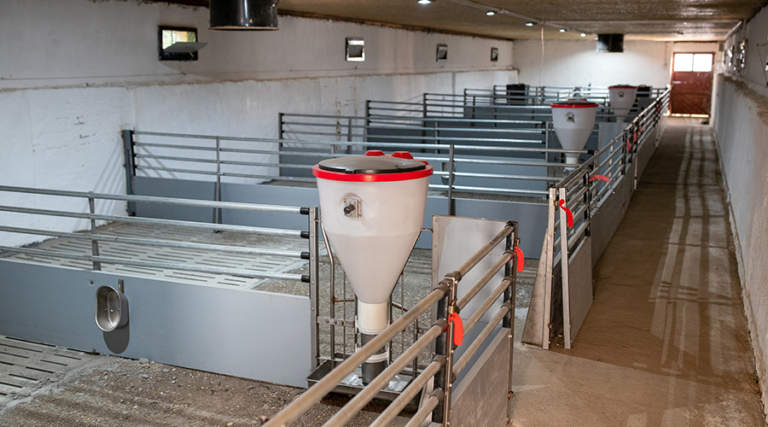 banda plurisettimanale