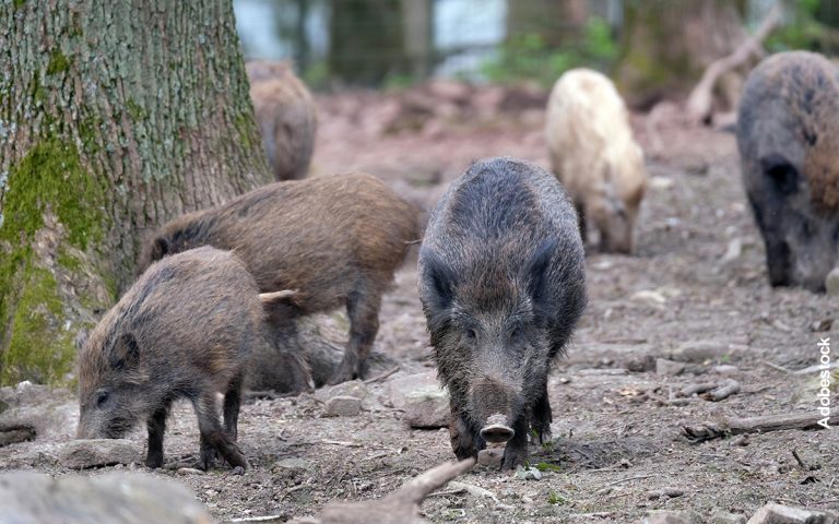 psa aziende suinicole