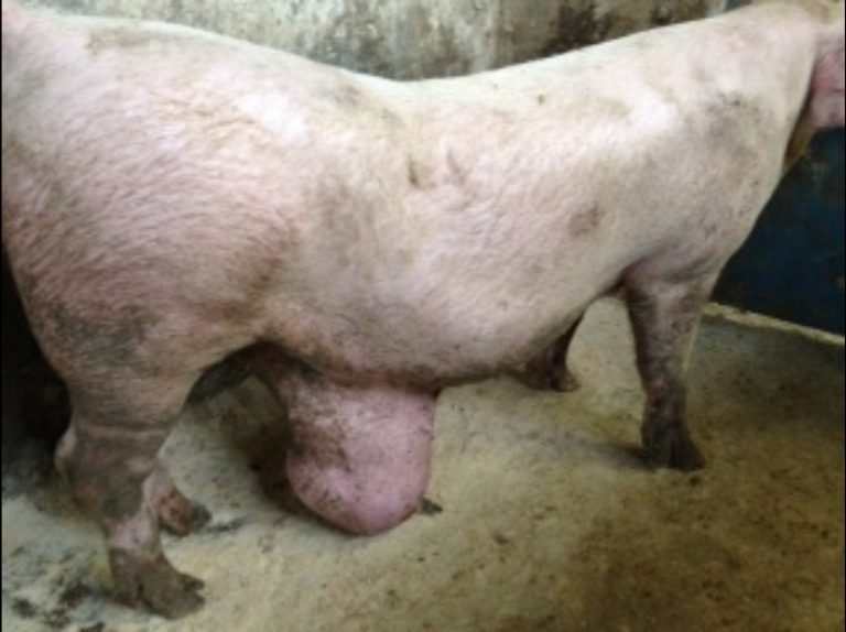 ernia ombelicale suini