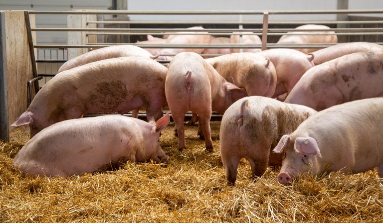 strutture allevamento