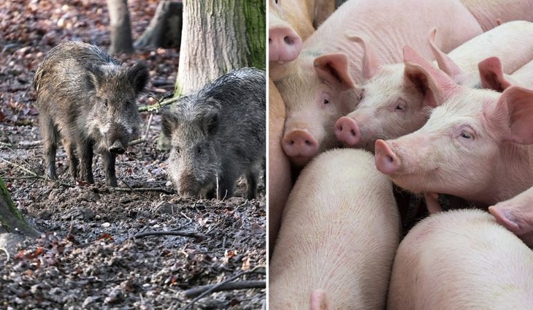 trasmissione peste suina