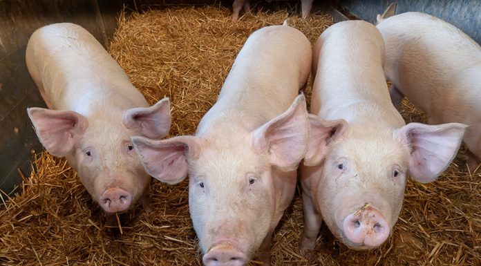 Regione Lombardia: bando “Benessere animale” Psn/Pac 2023–2027 benessere animale