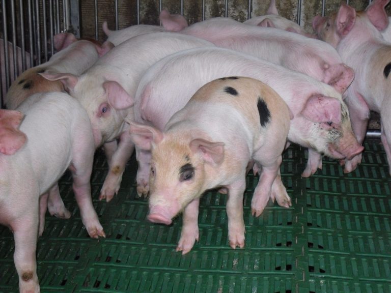 peste suina africana regolamento