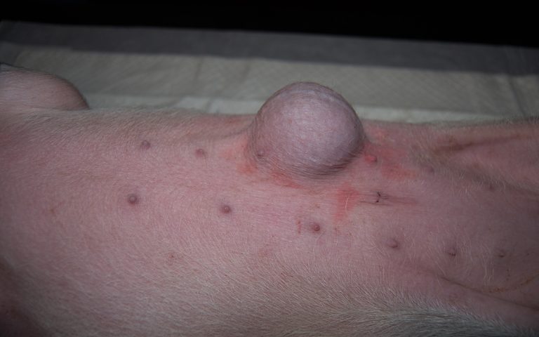 ernia ombelicale suino