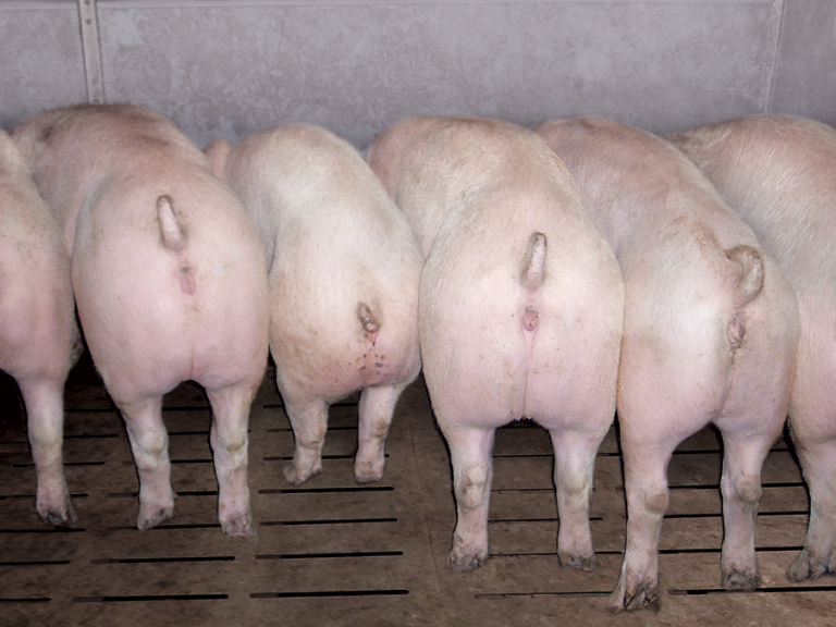 infezioni subclicniche