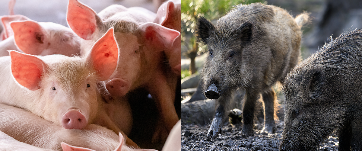 allevatori suini aiuti