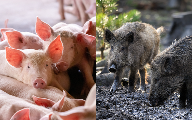 allevatori suini aiuti