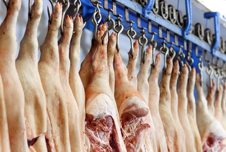 prezzo suino pesante