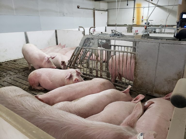 addestramento scrofe