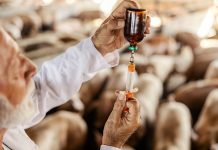 farmaco allevamento suini