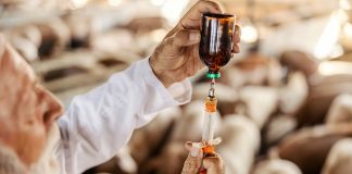 farmaco allevamento suini