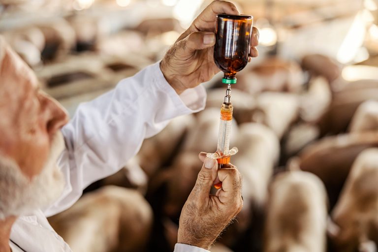 farmaco allevamento suini