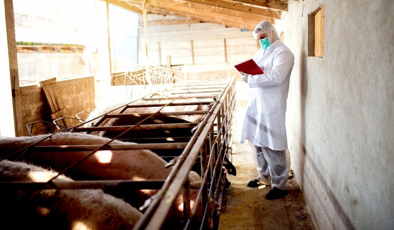 allevamento suinicolo