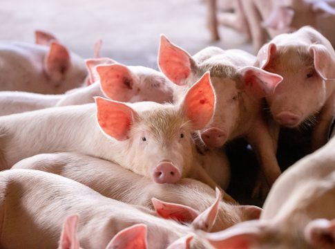 Il 20 gennaio webinar sulla certificazione degli insiemi di suini in Bdn webinar