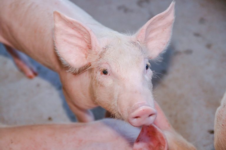 afta epizootica suini