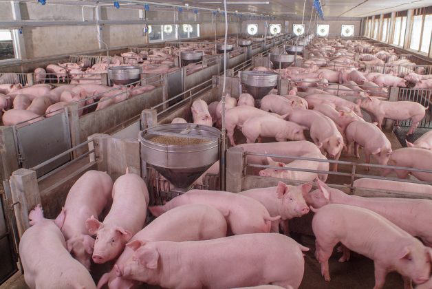 Api Suina Misure di eradicazione e sorveglianza della Psa - Suinicoltura