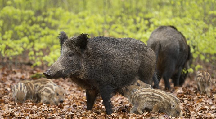 Psa: in Toscana prorogato al 3 aprile il termine per le domande di sostegno Toscana