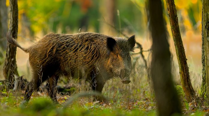 peste suina africana toscana