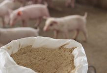 Assalzoo – mangimi 2025: la filiera suina cresce dell’1,2% nonostante la Psa psa