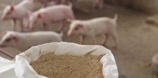 Assalzoo – mangimi 2025: la filiera suina cresce dell’1,2% nonostante la Psa psa