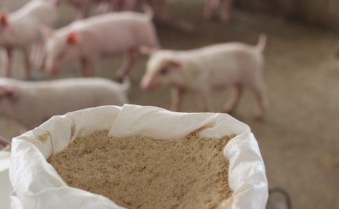 Assalzoo – mangimi 2025: la filiera suina cresce dell’1,2% nonostante la Psa psa