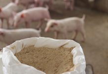 certificazione filiera suinicola